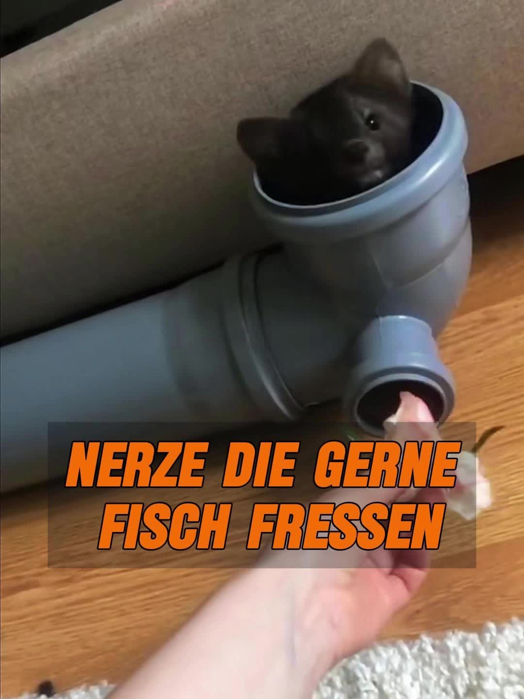 @Geo Tierwelt