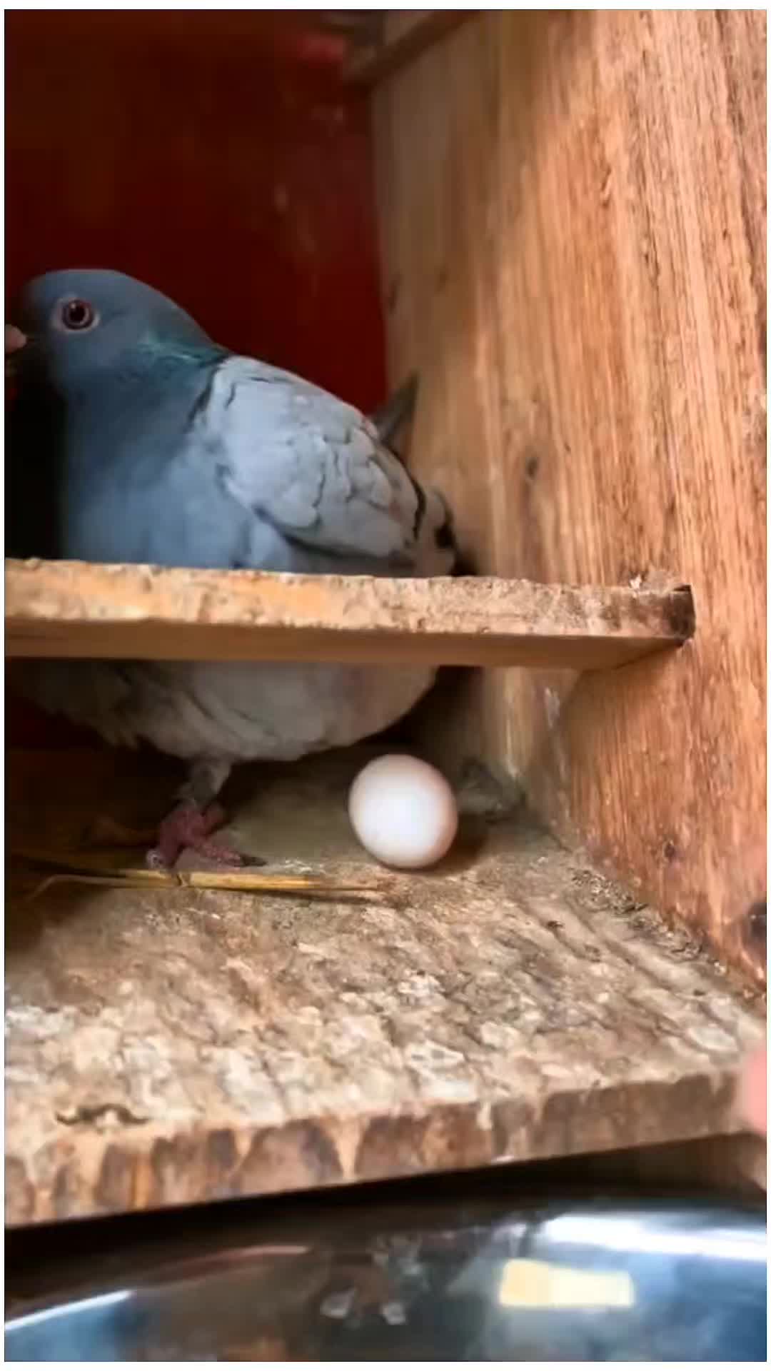 @TFRPL🕊️