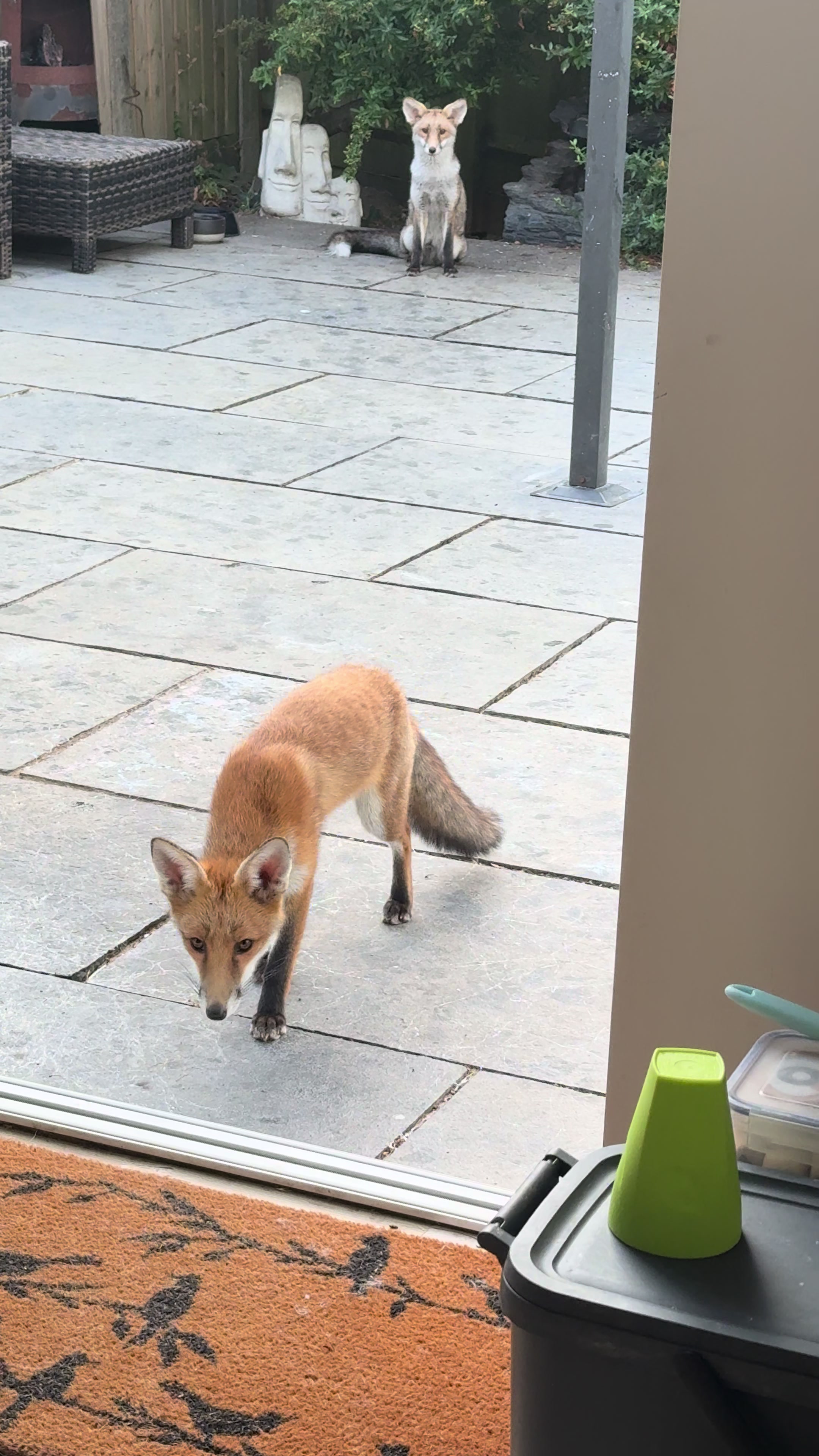 @gp_wildlife