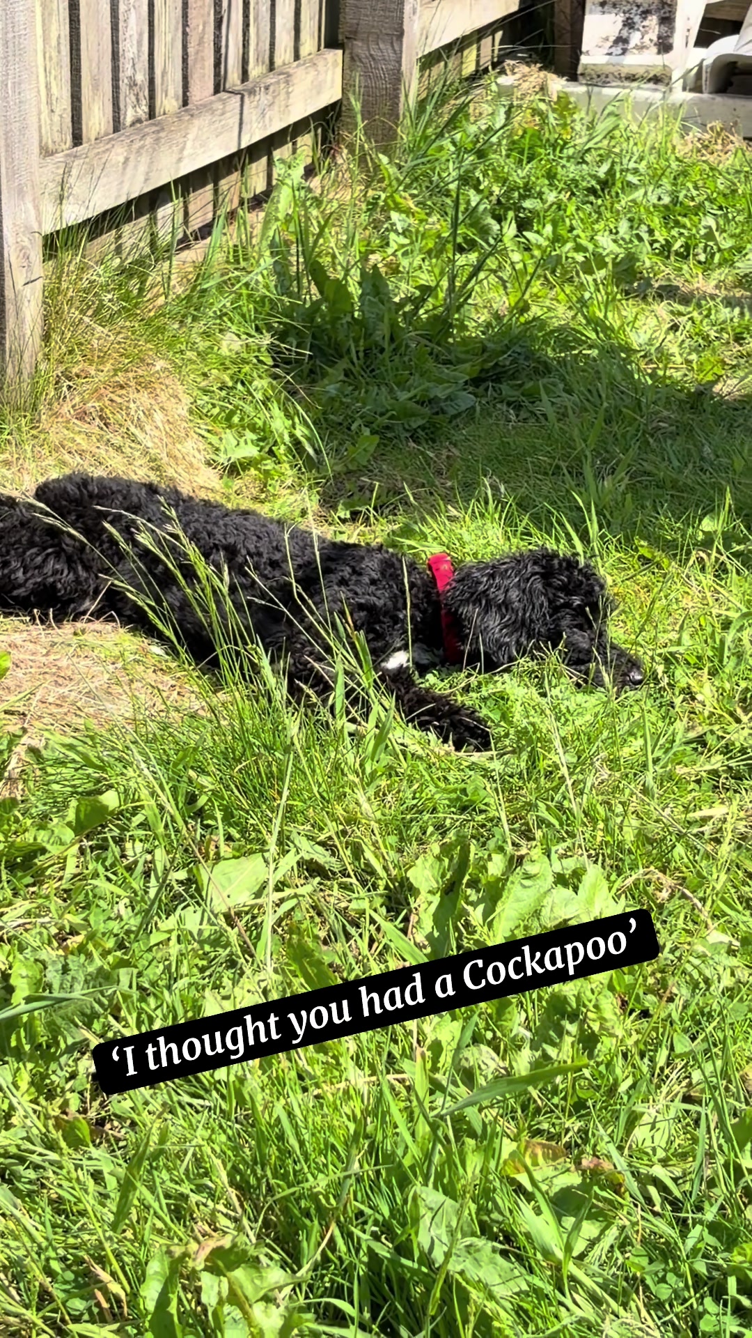 @Remembering RubyRoo 🤍🕊️