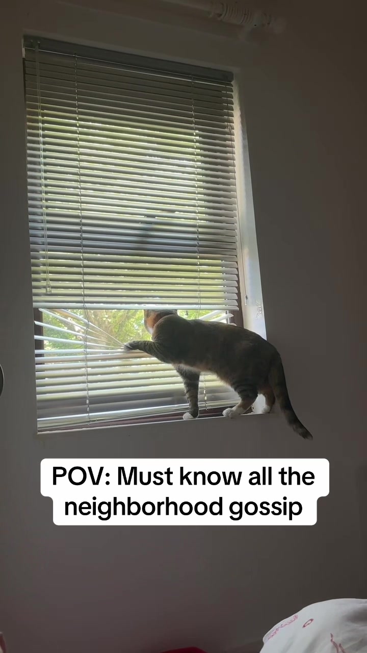 @mitsy.the.cat01