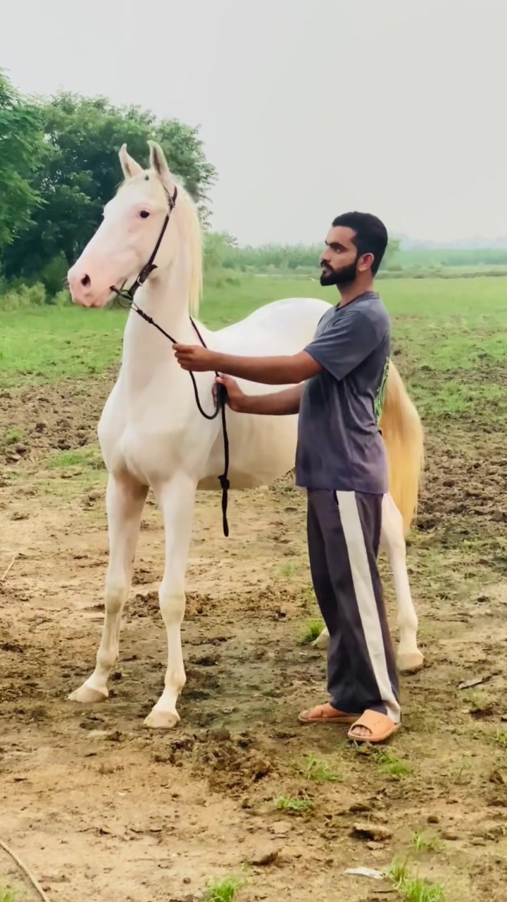 @Ch Hammad bokan &hearts;️🐎