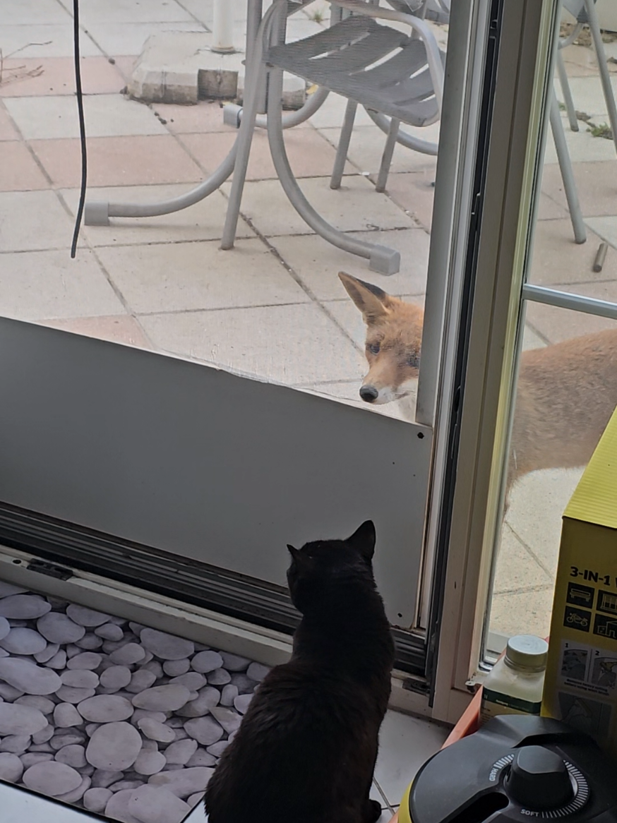 @🦊Welcome to Foxtown🦊