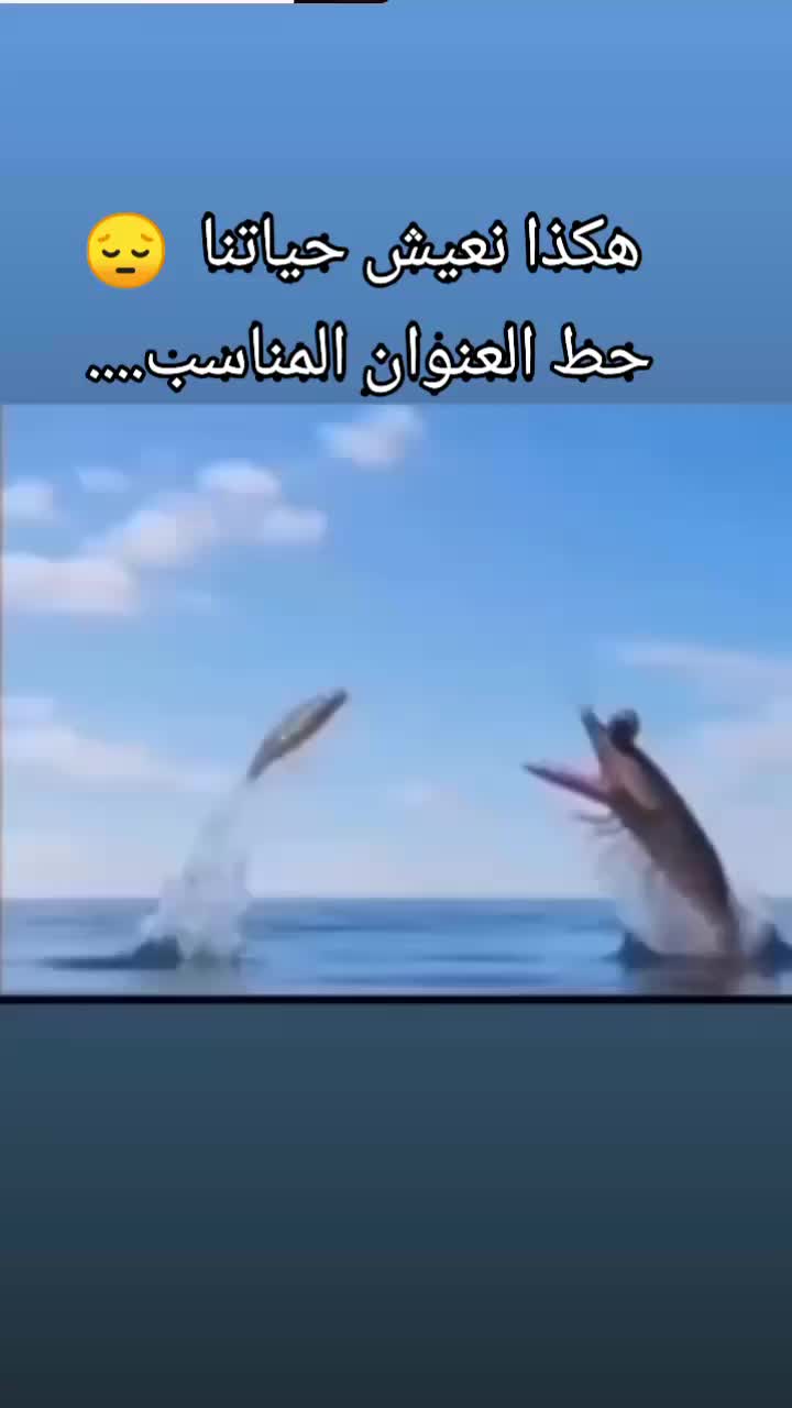 @mister fayou ميستر فايو pub 31