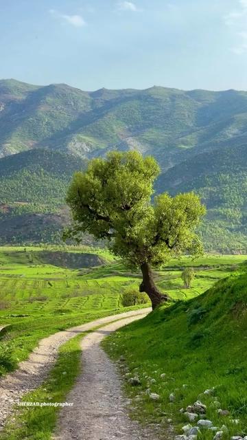 @şahin officall 73