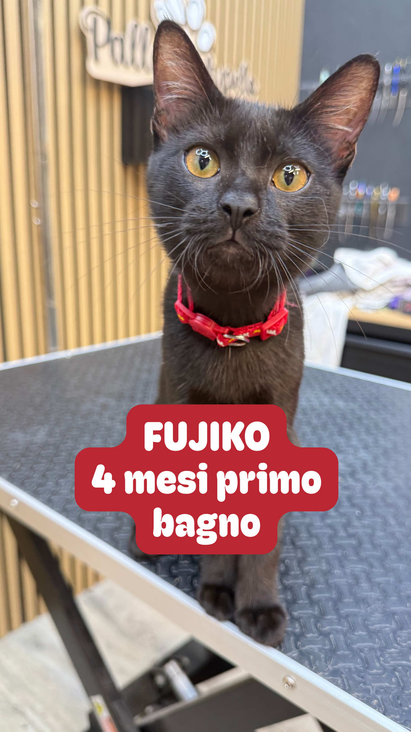 @Palle di pelo - Toelettatura