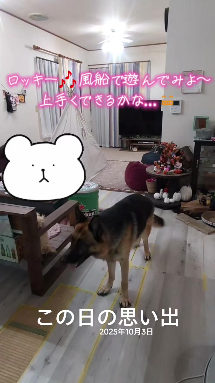 @ANIMAL♡M