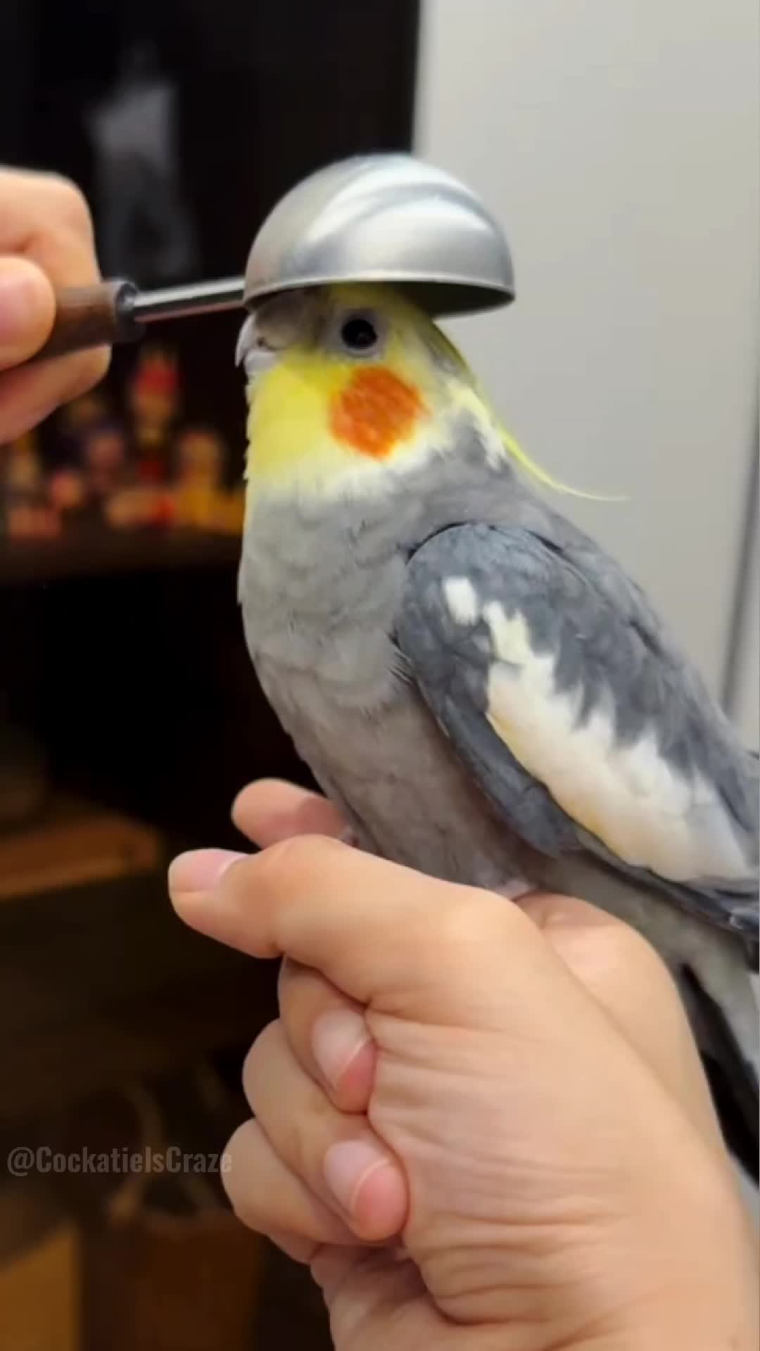 @Cockatiels Craze