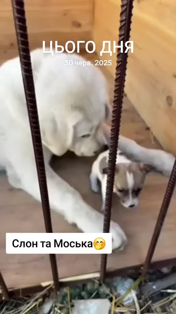 @ABELHAYATKENNEL