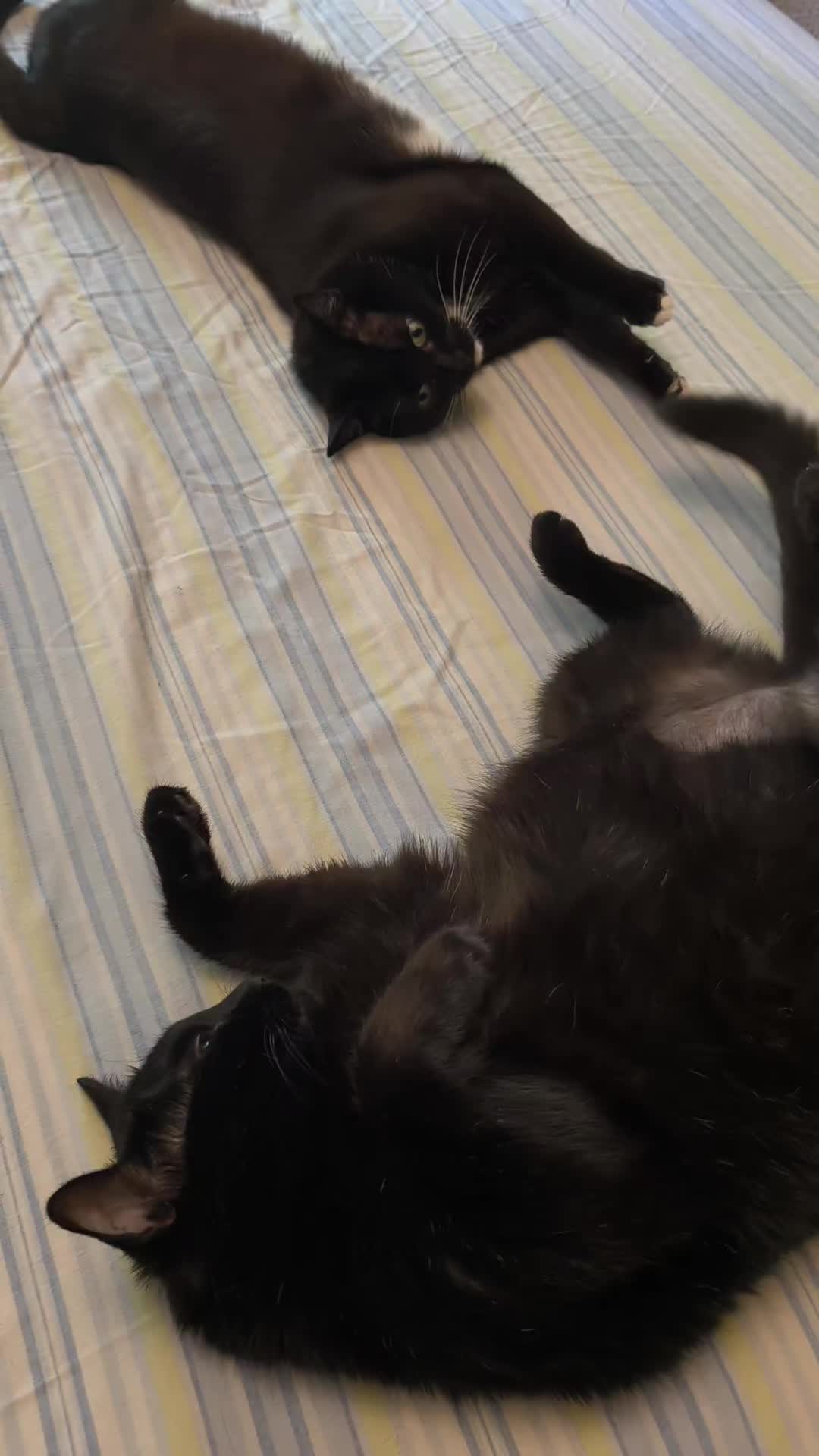 @La loca de los gatos