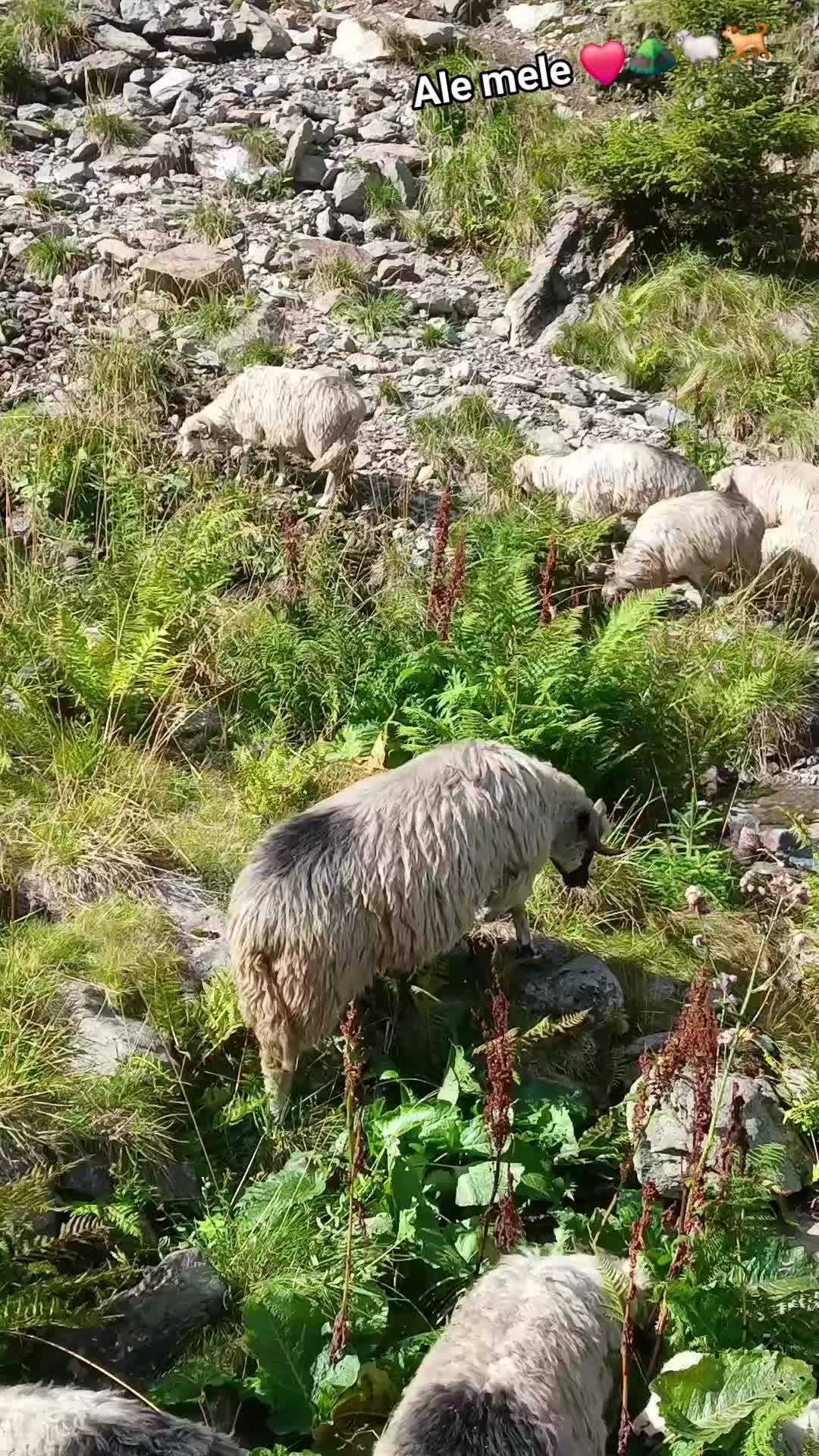 @Jidanu 🌲🐕🐑🌲❤️