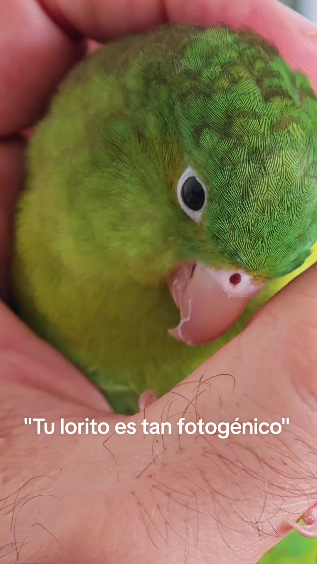 @Pohli