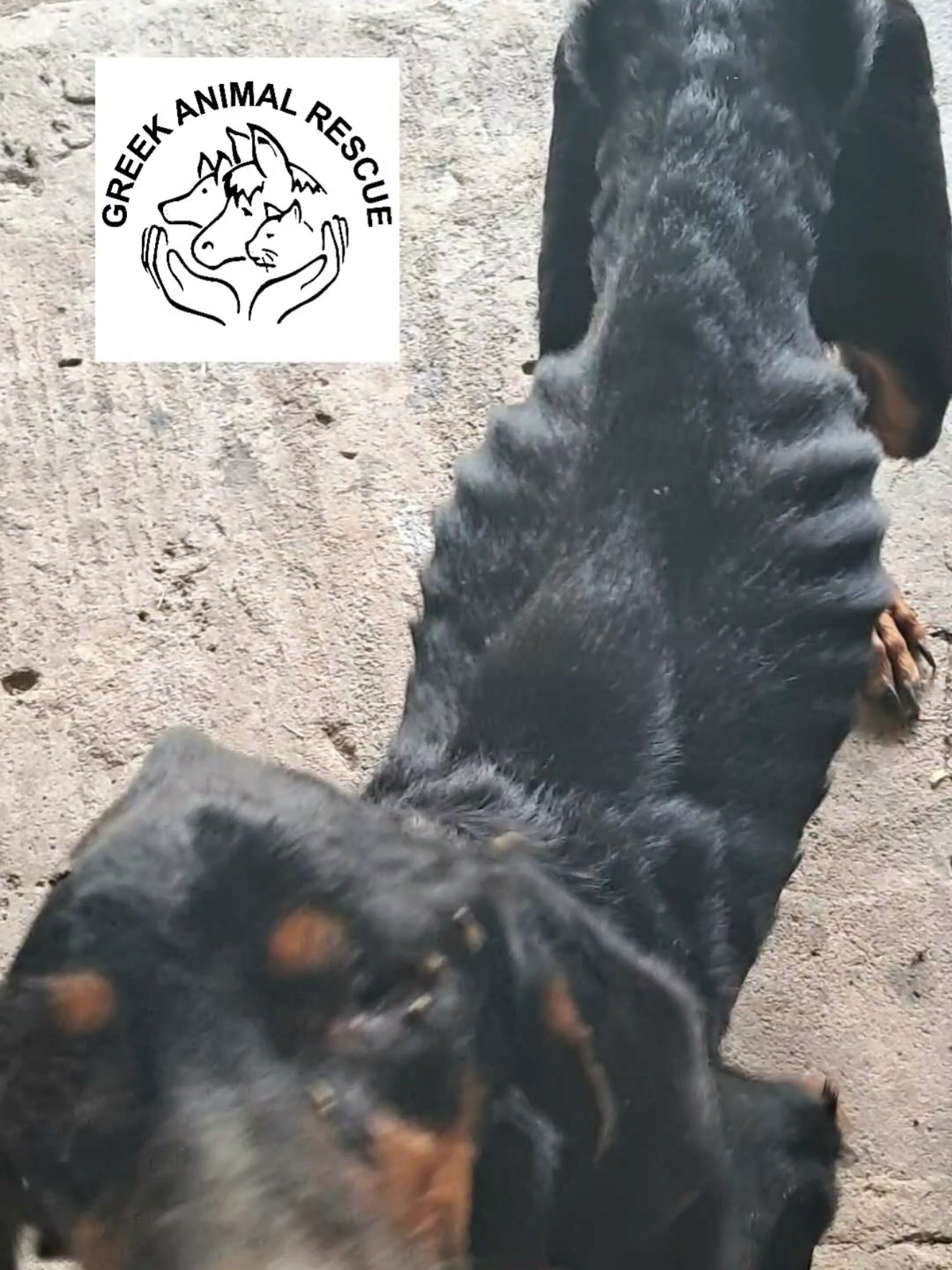 @Greek Animal Rescue