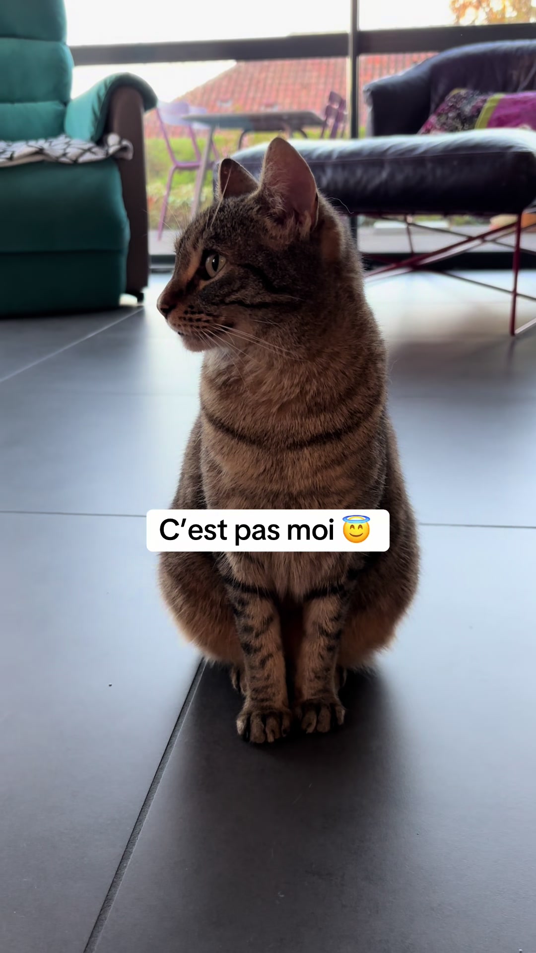 @Bulle la chatte 🐈