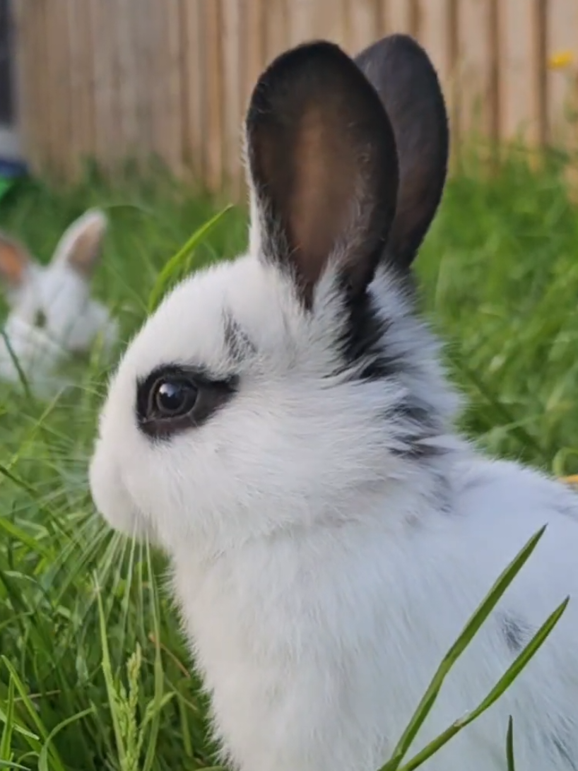 @Waterhouses Wildlife Rescue