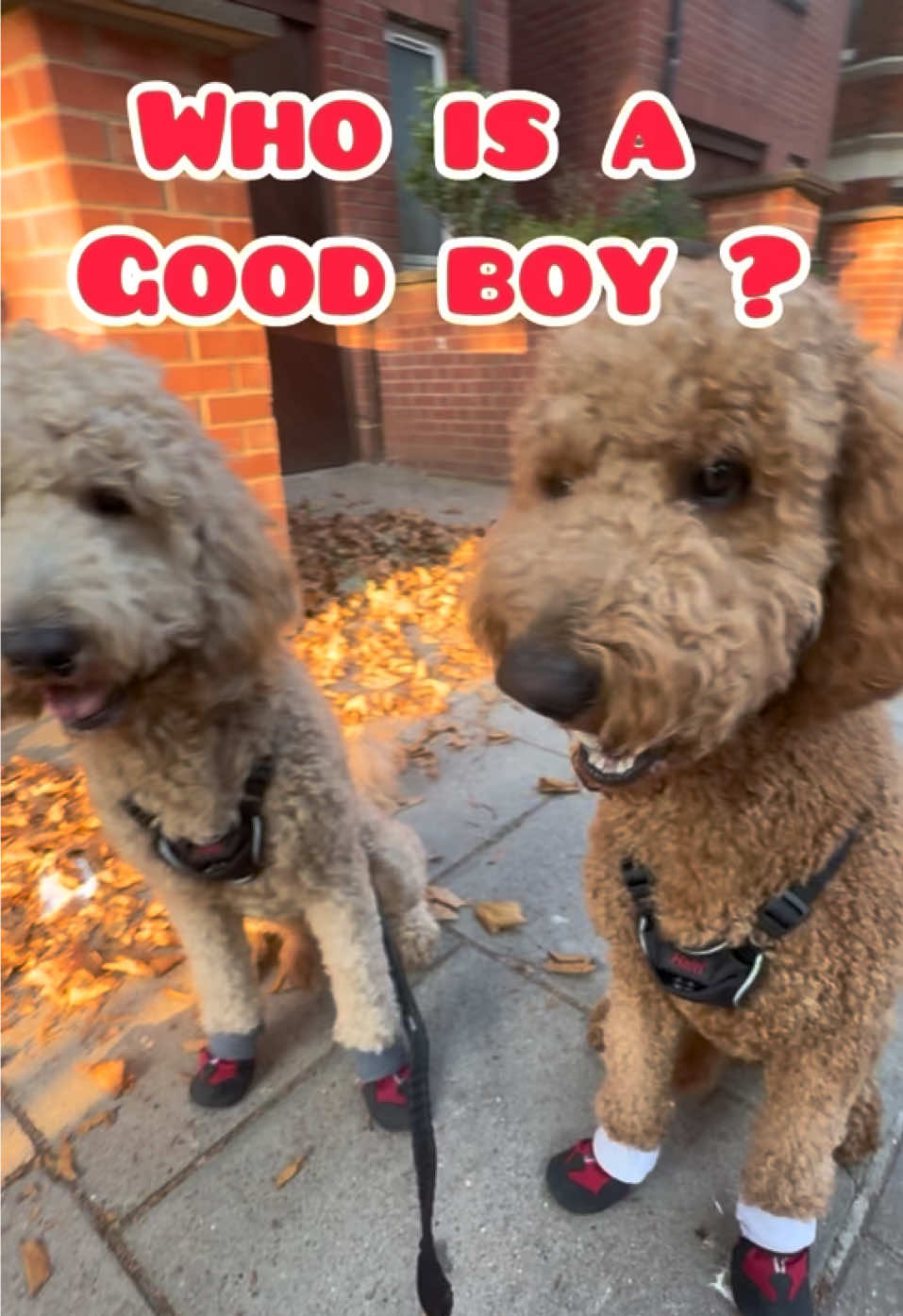 @Twin dogs Benny and Leo