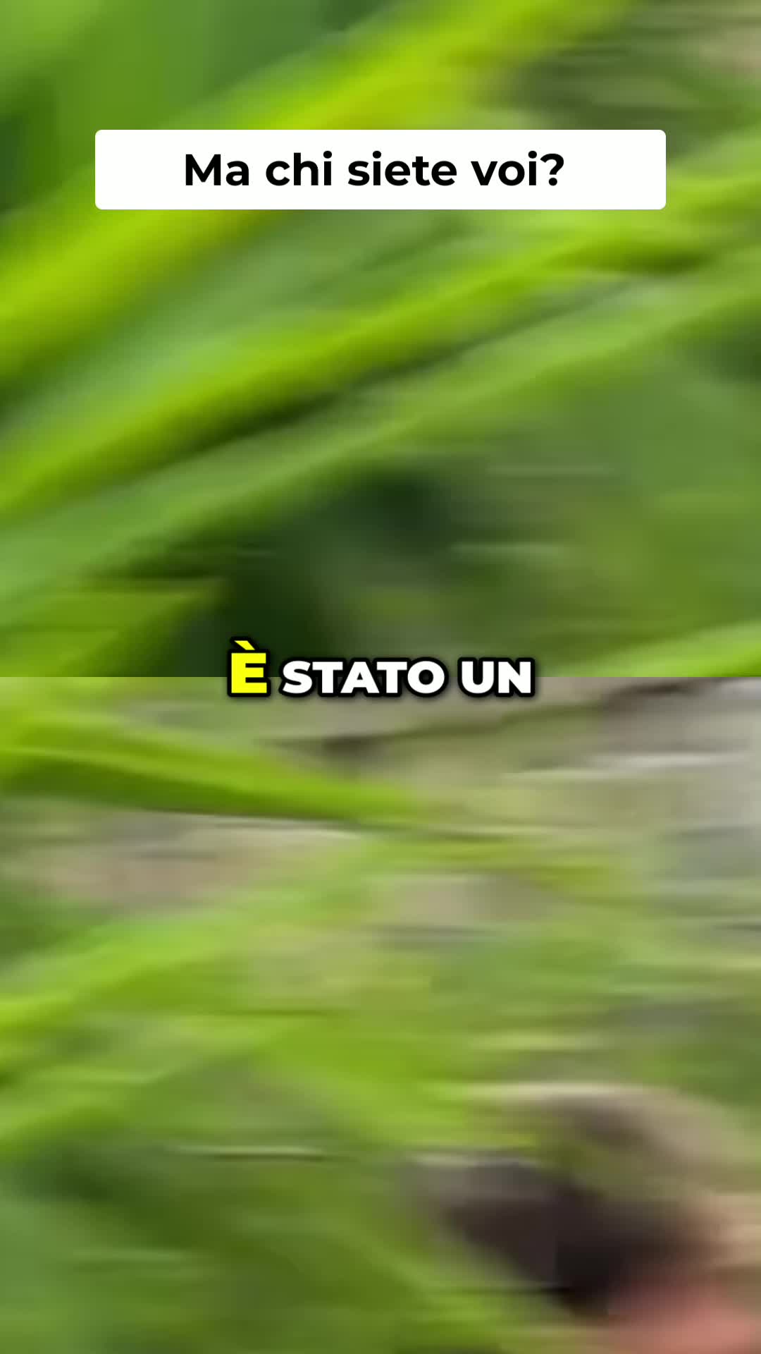 @ilfreebooter