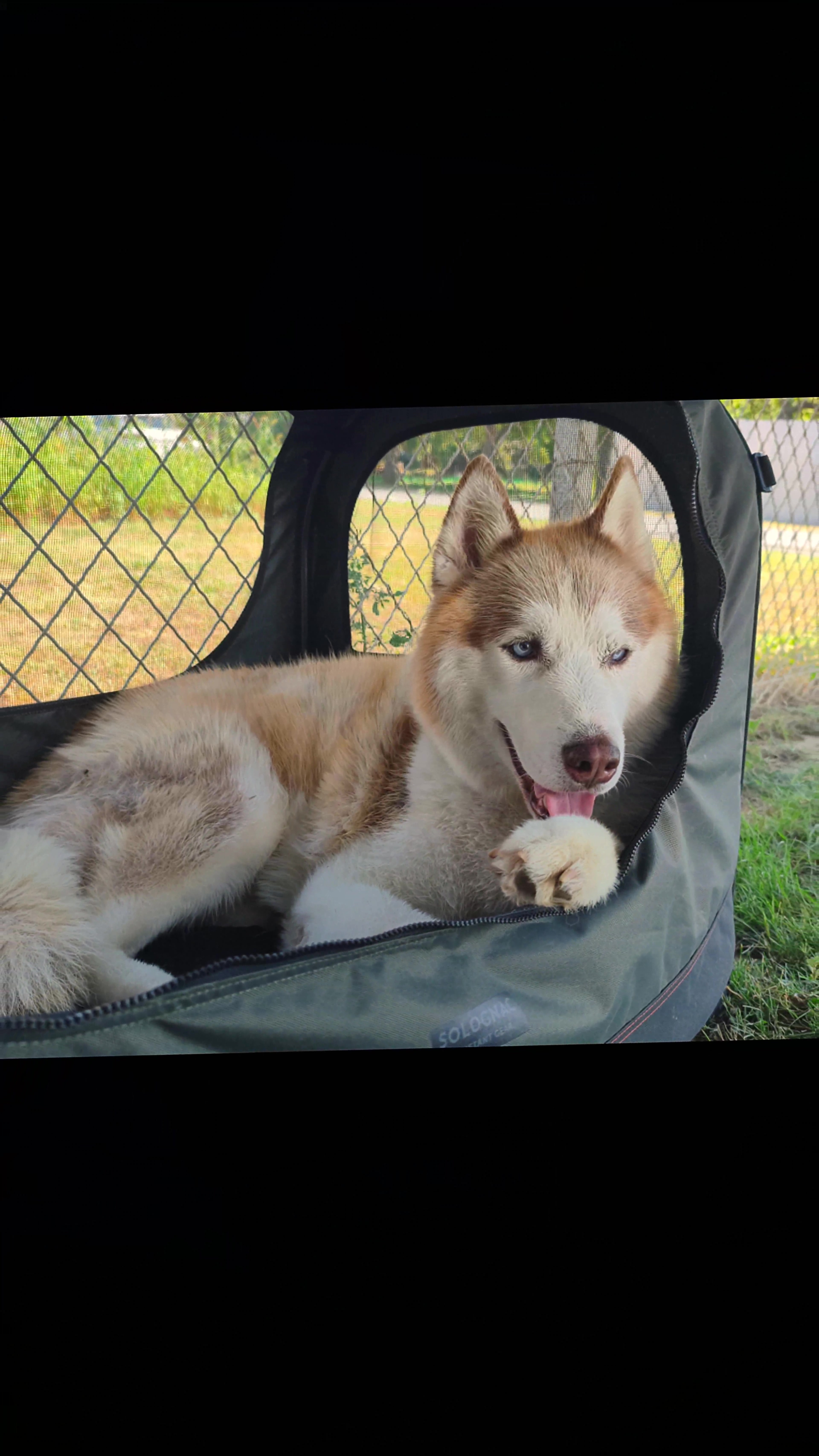 @Marianni and her husky dogs