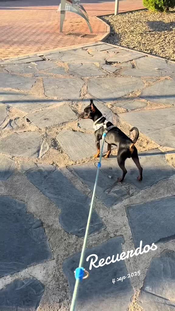 @PanDOGuitos 🐶