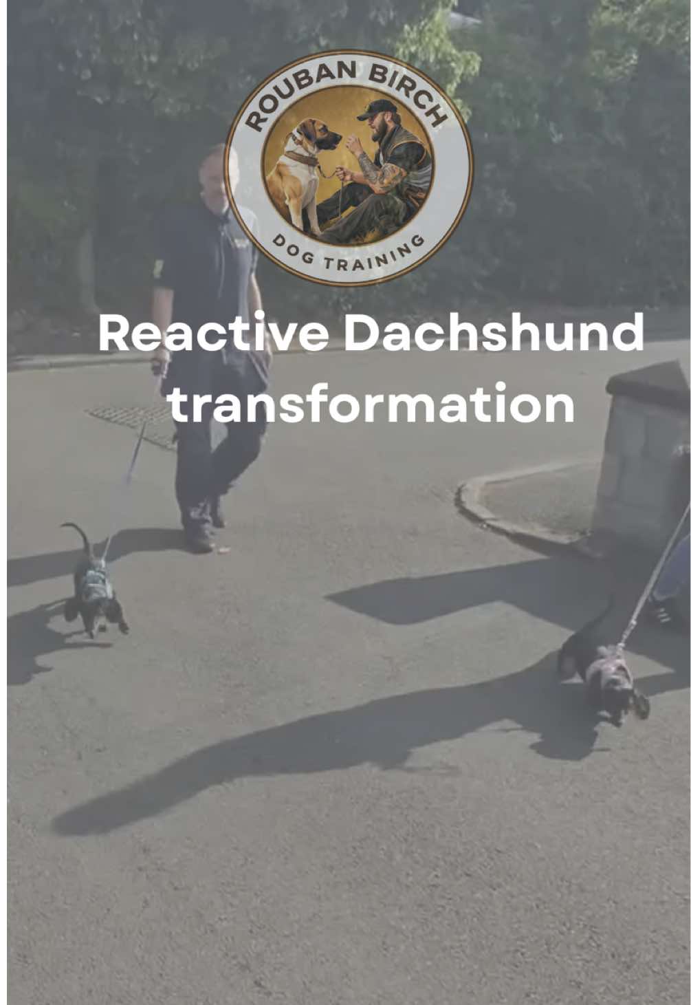 @rbdogtraining