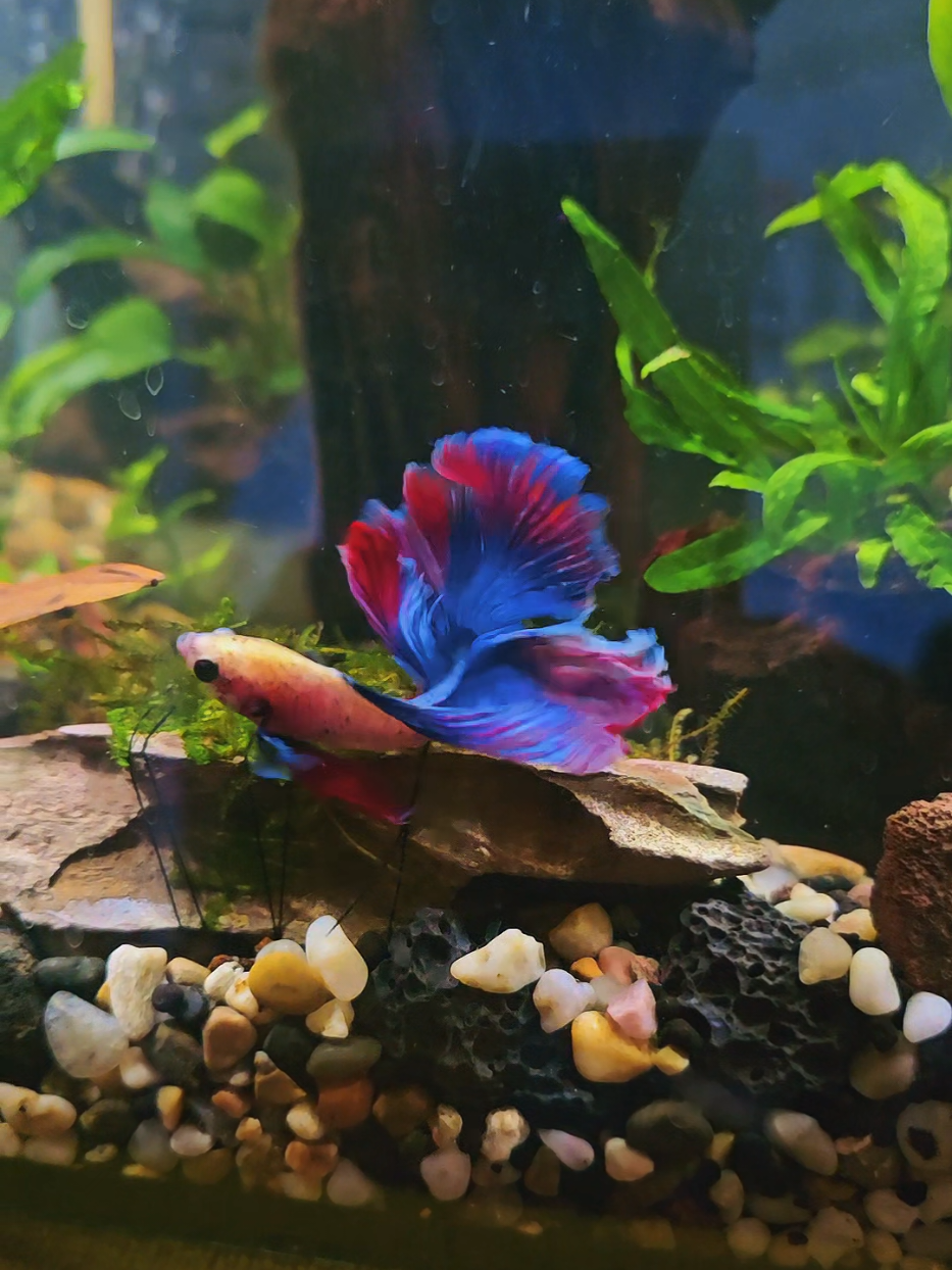 @NebulaTheBetta
