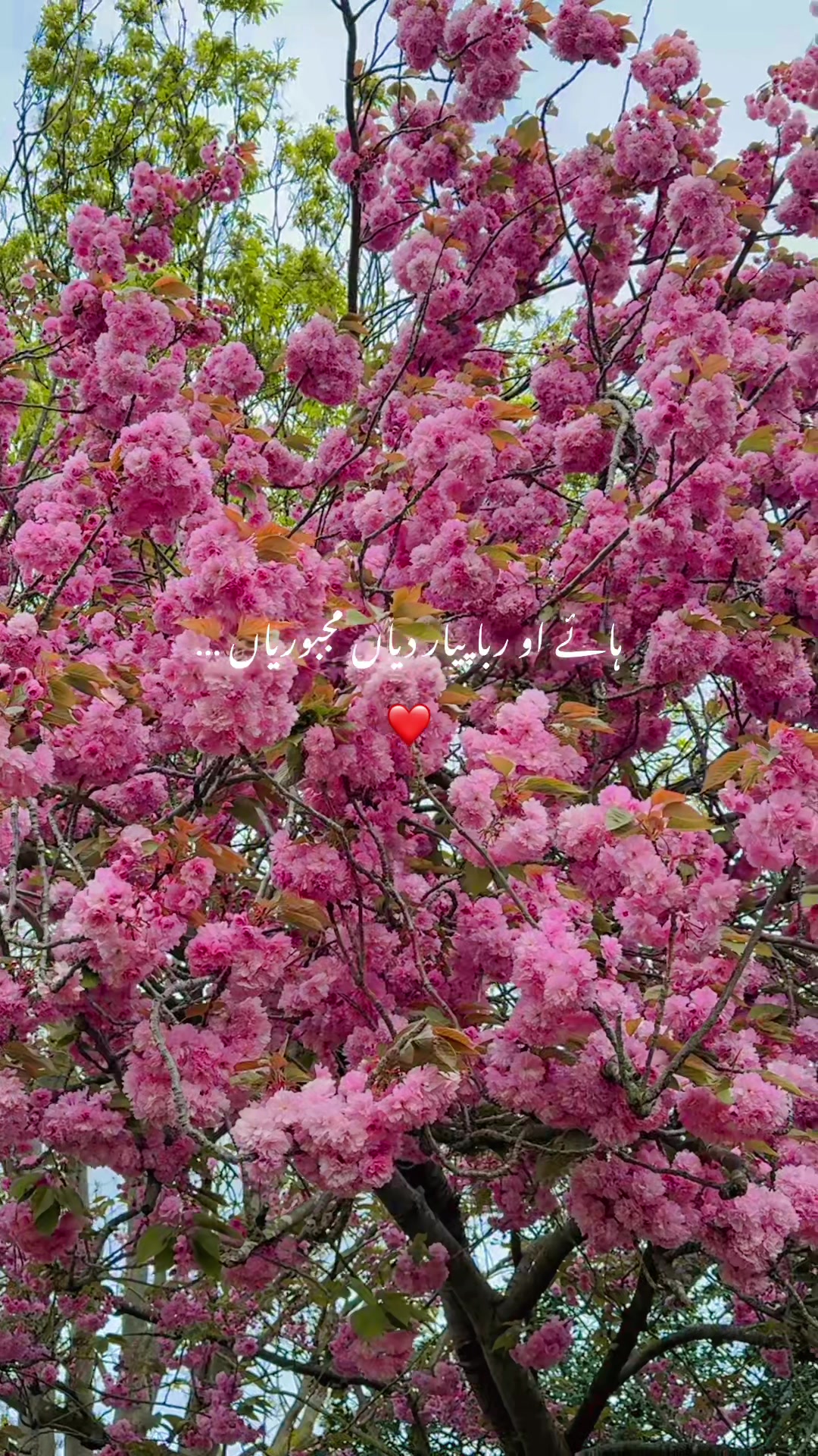 @Mehreen_Ahmed