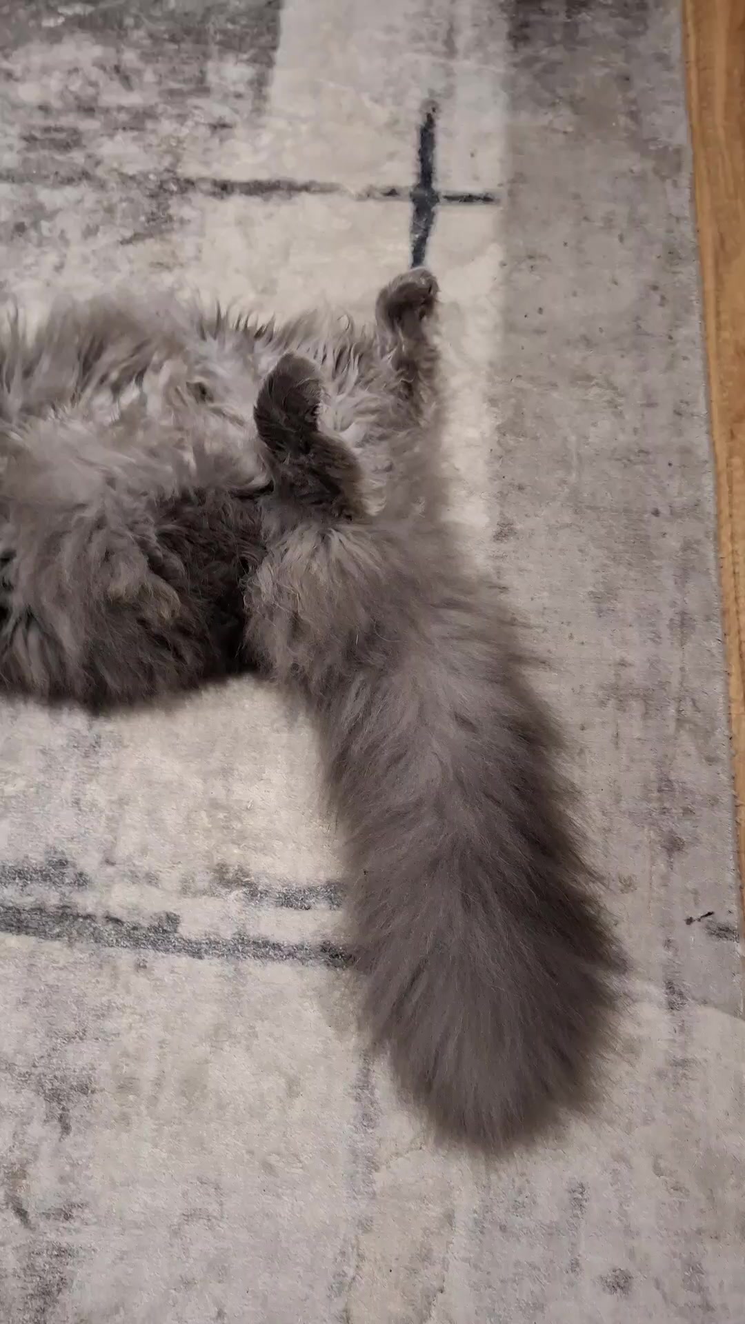 @Ragnar the Maine Coon 🐈