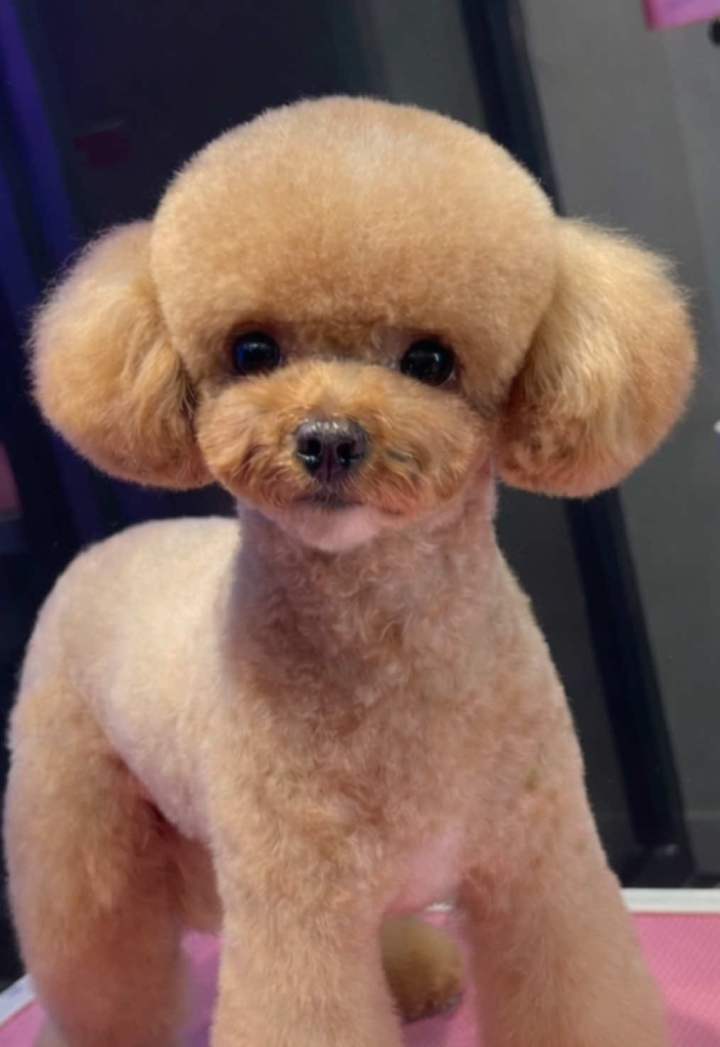 @PetStylist_Teti