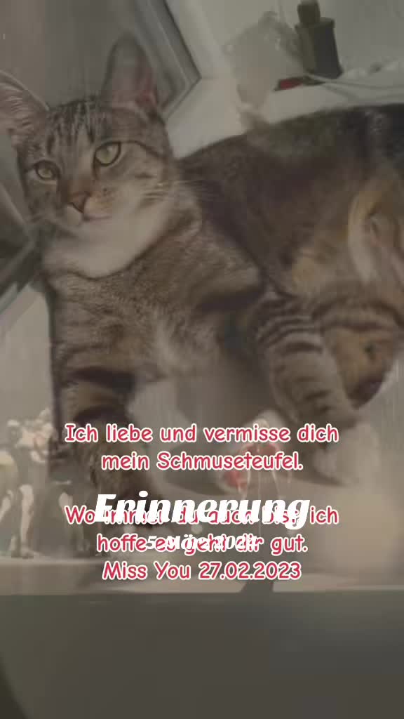 @Die süße kleine Katzencrew