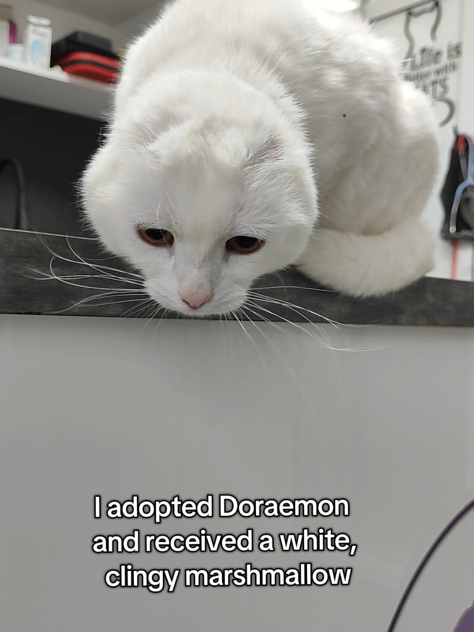 @Fluffy - the persian cat