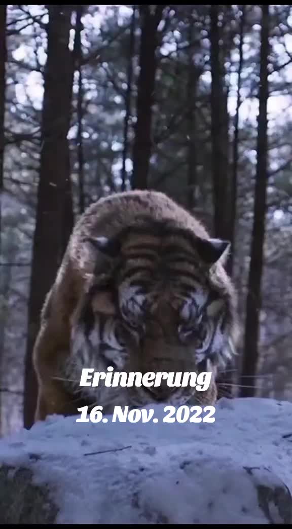 @annemausy🌹🌹