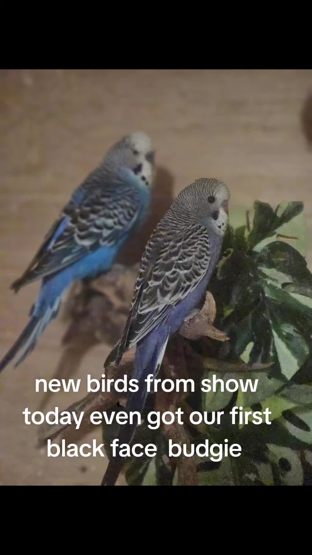 @shaws exotics