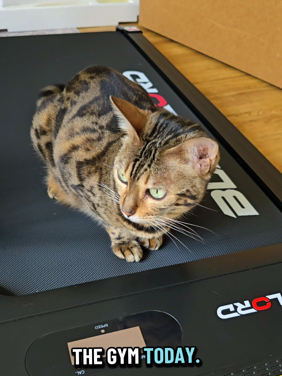 @Paris the Bengal cat