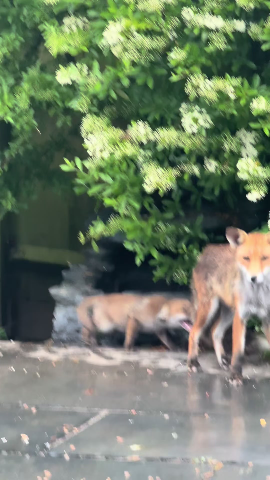 @gp_wildlife