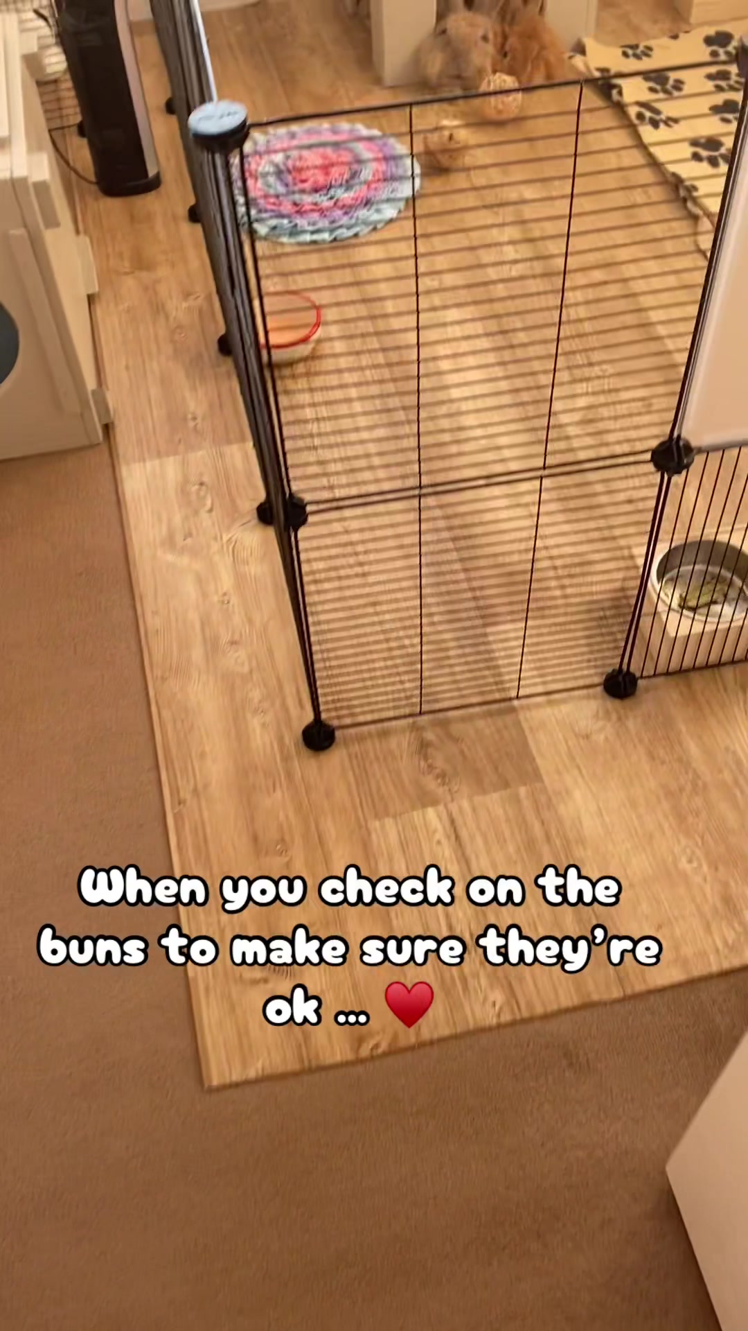 @Marmite🪽Toastie, Nala ♡