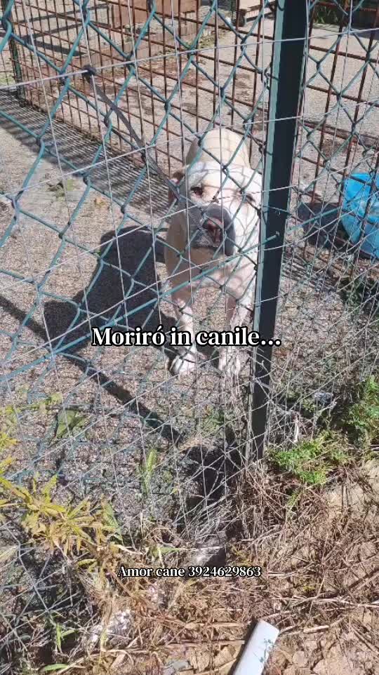 @Amor cane