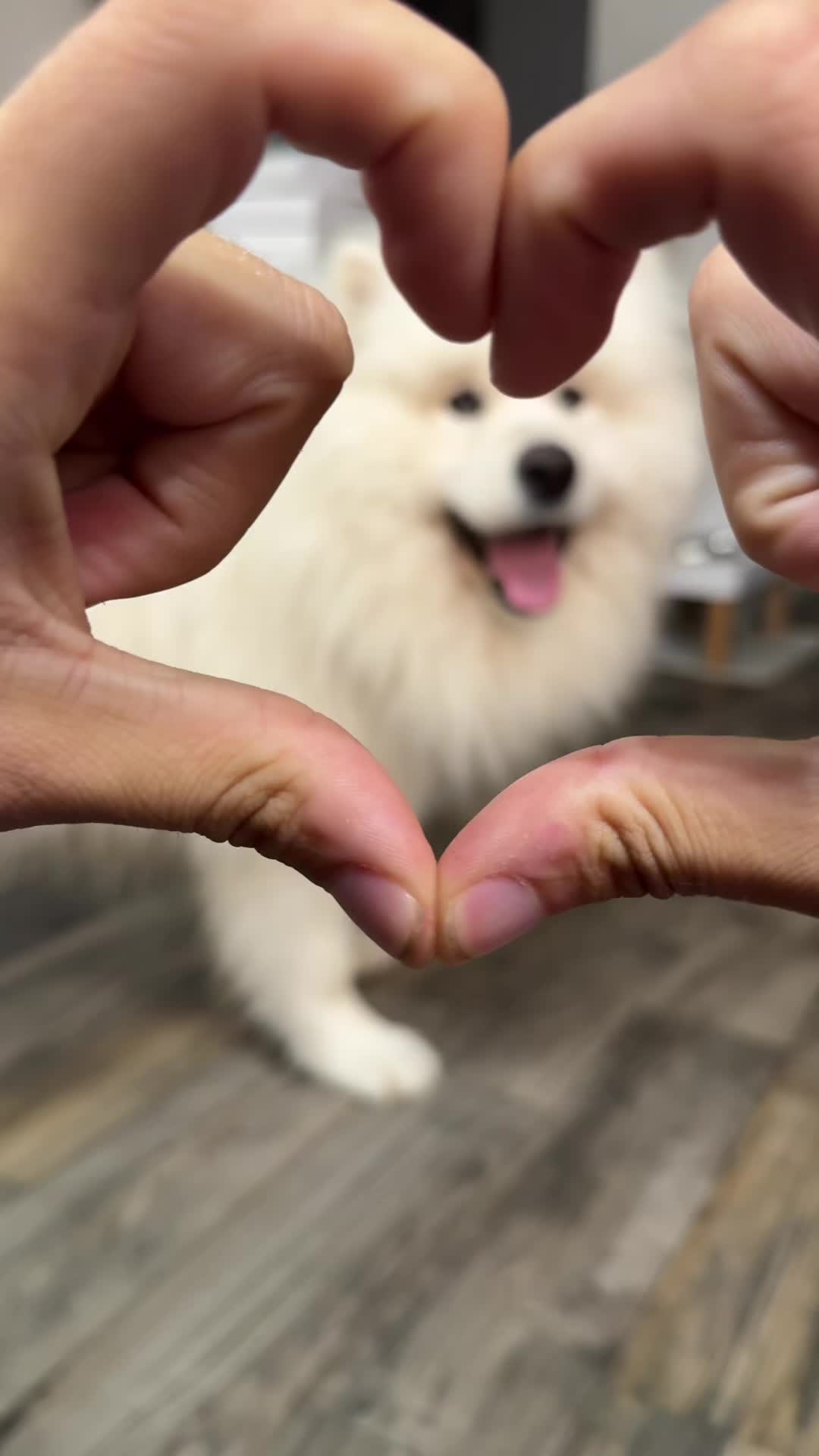 @Samoyed.Kokos