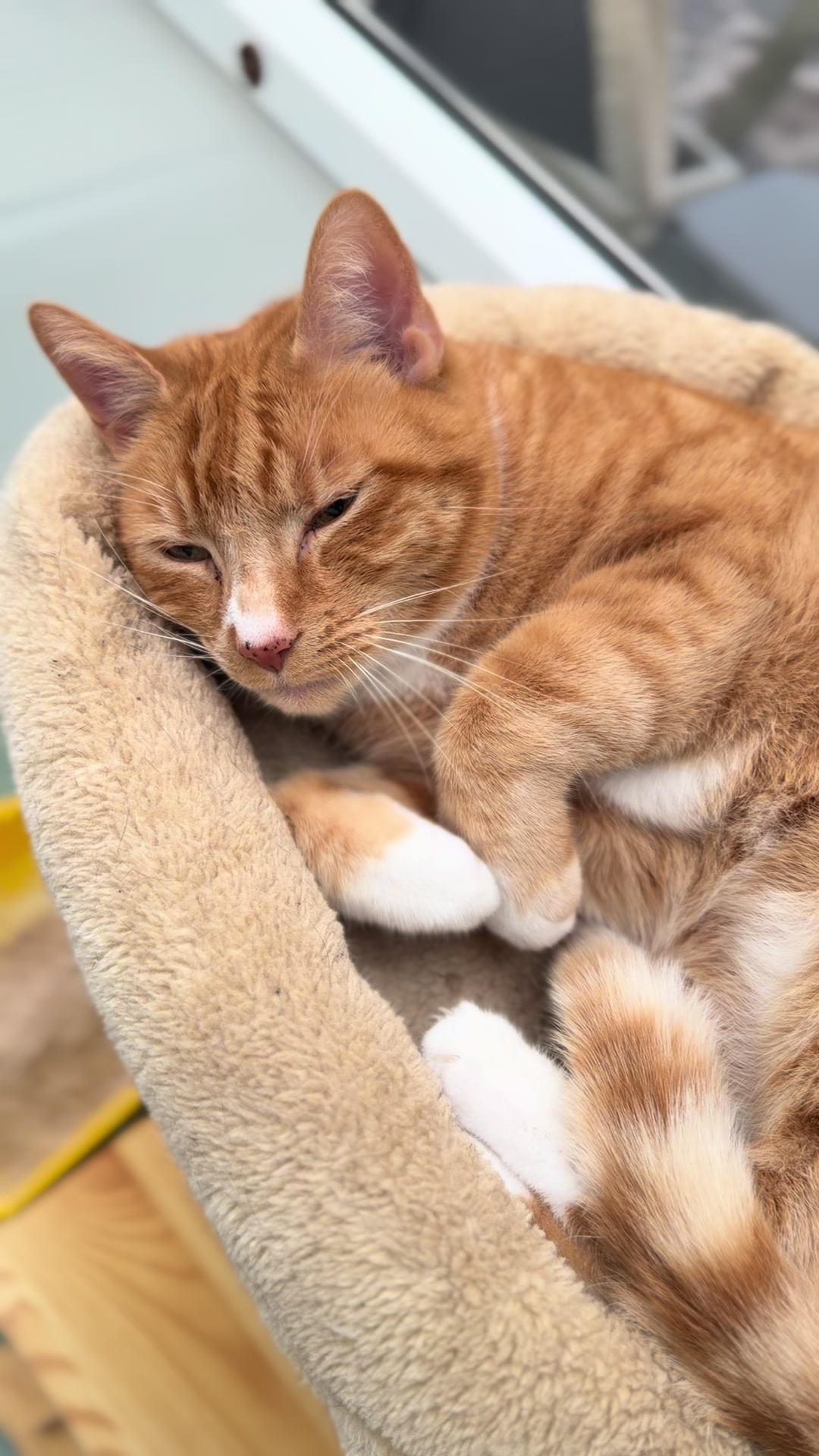@Herongate Village Cattery