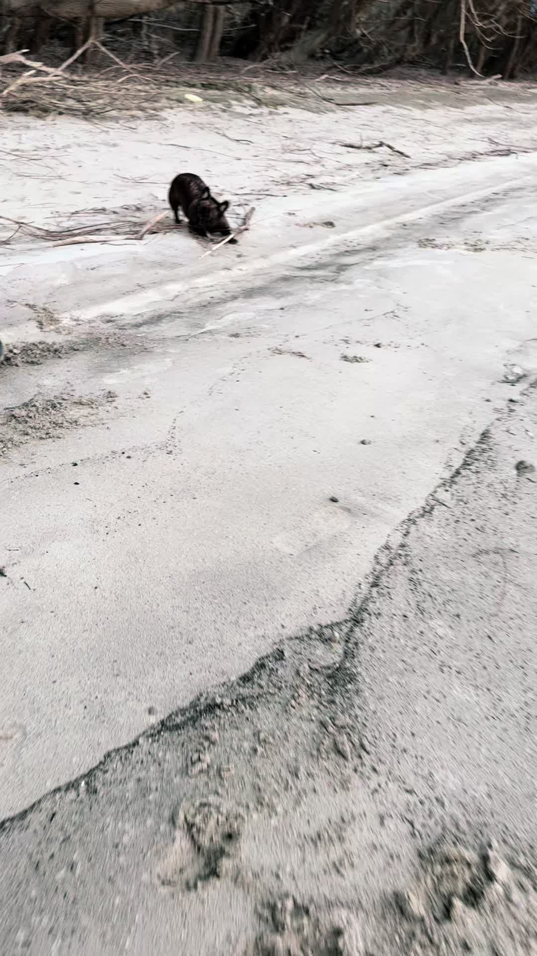 @Mia_french_bulldog