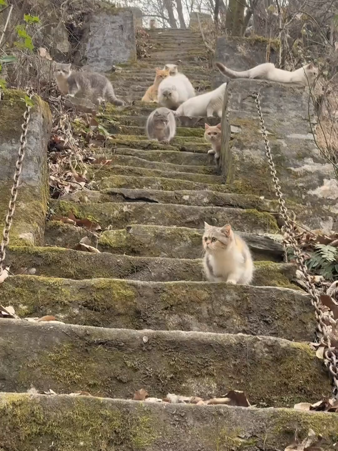 @终南山喵