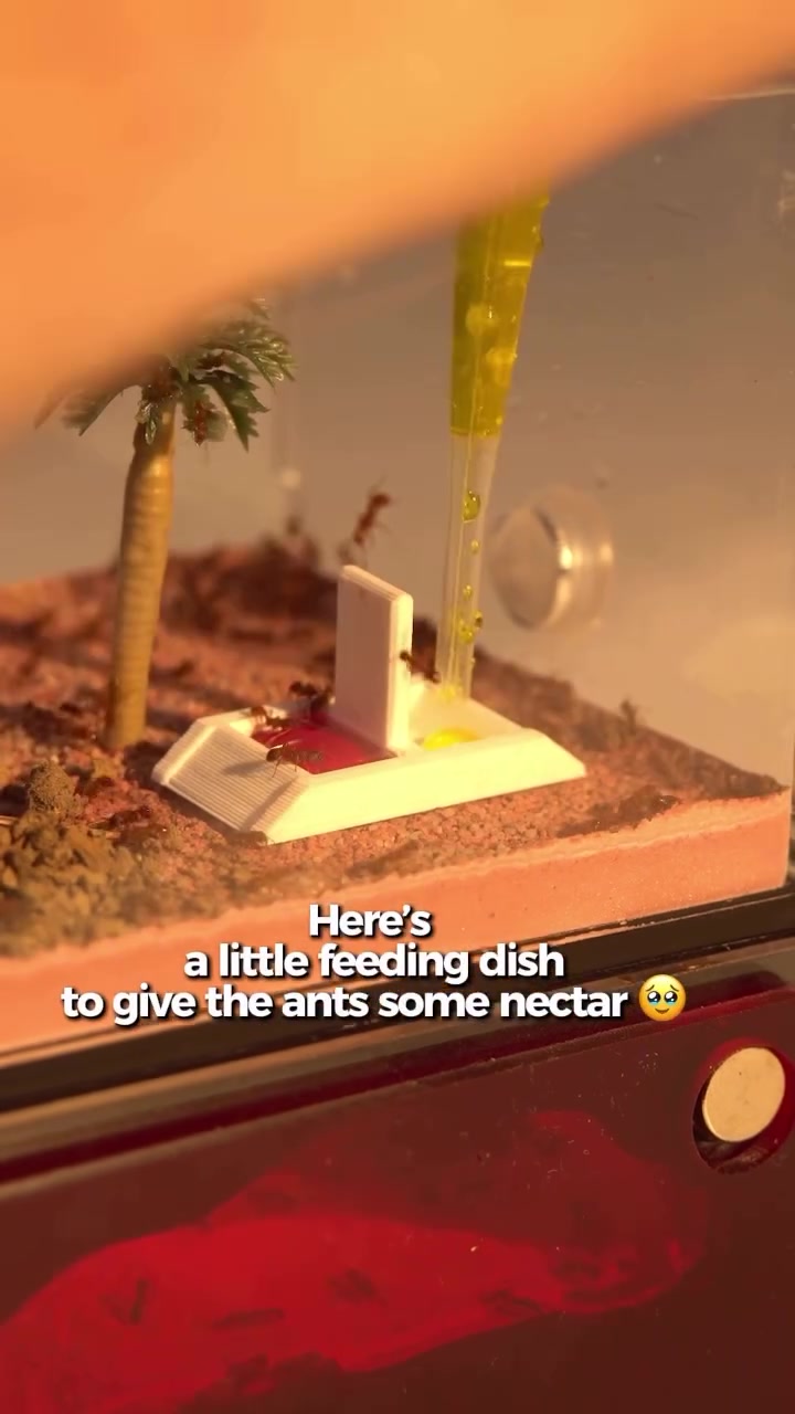 @antshq