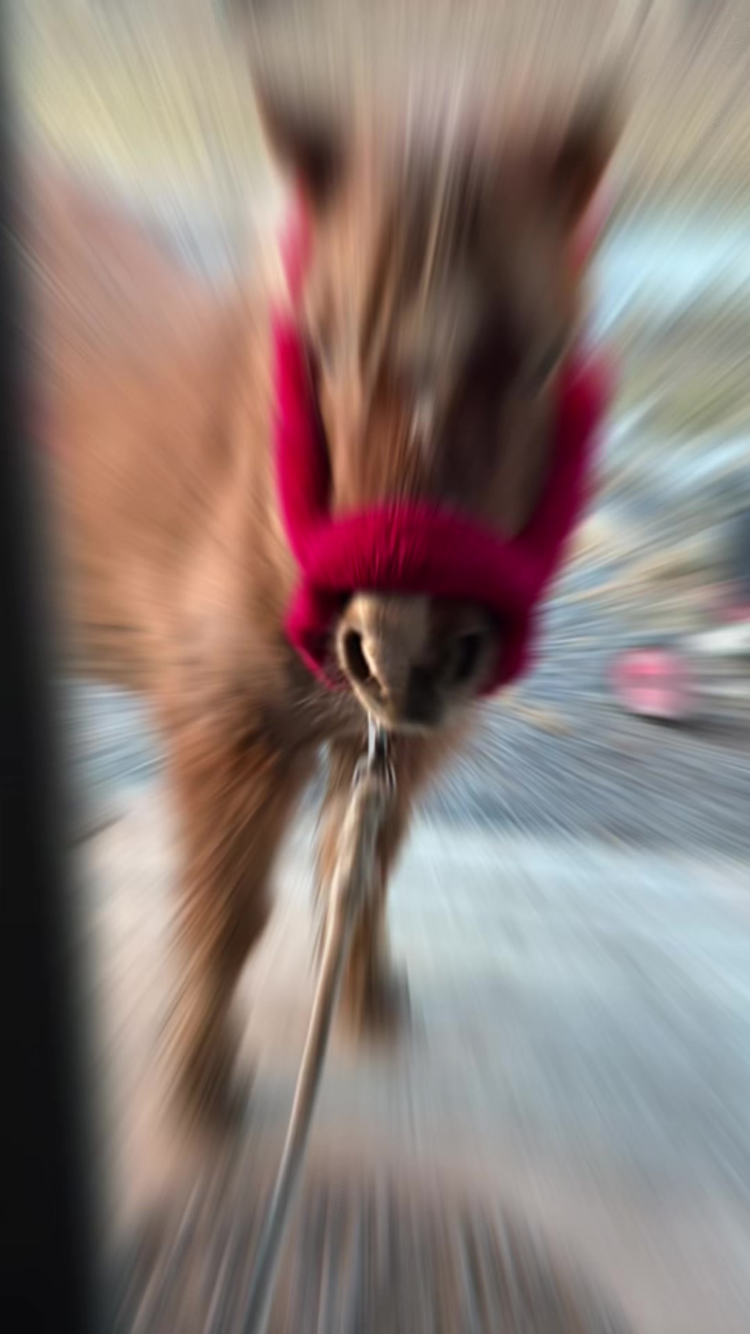 @Linnea Jansson