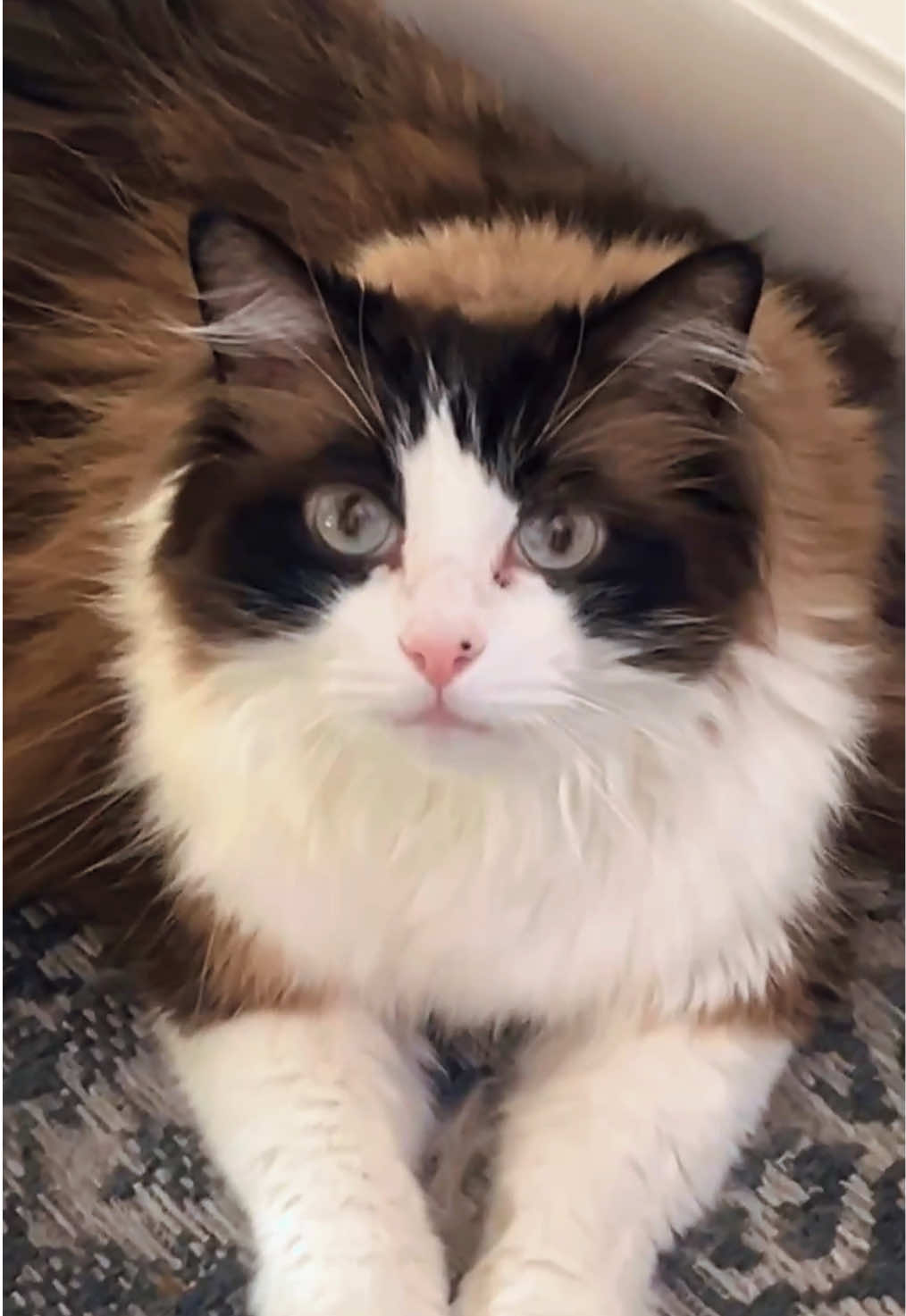 @Ted the ragdoll cat 🐾
