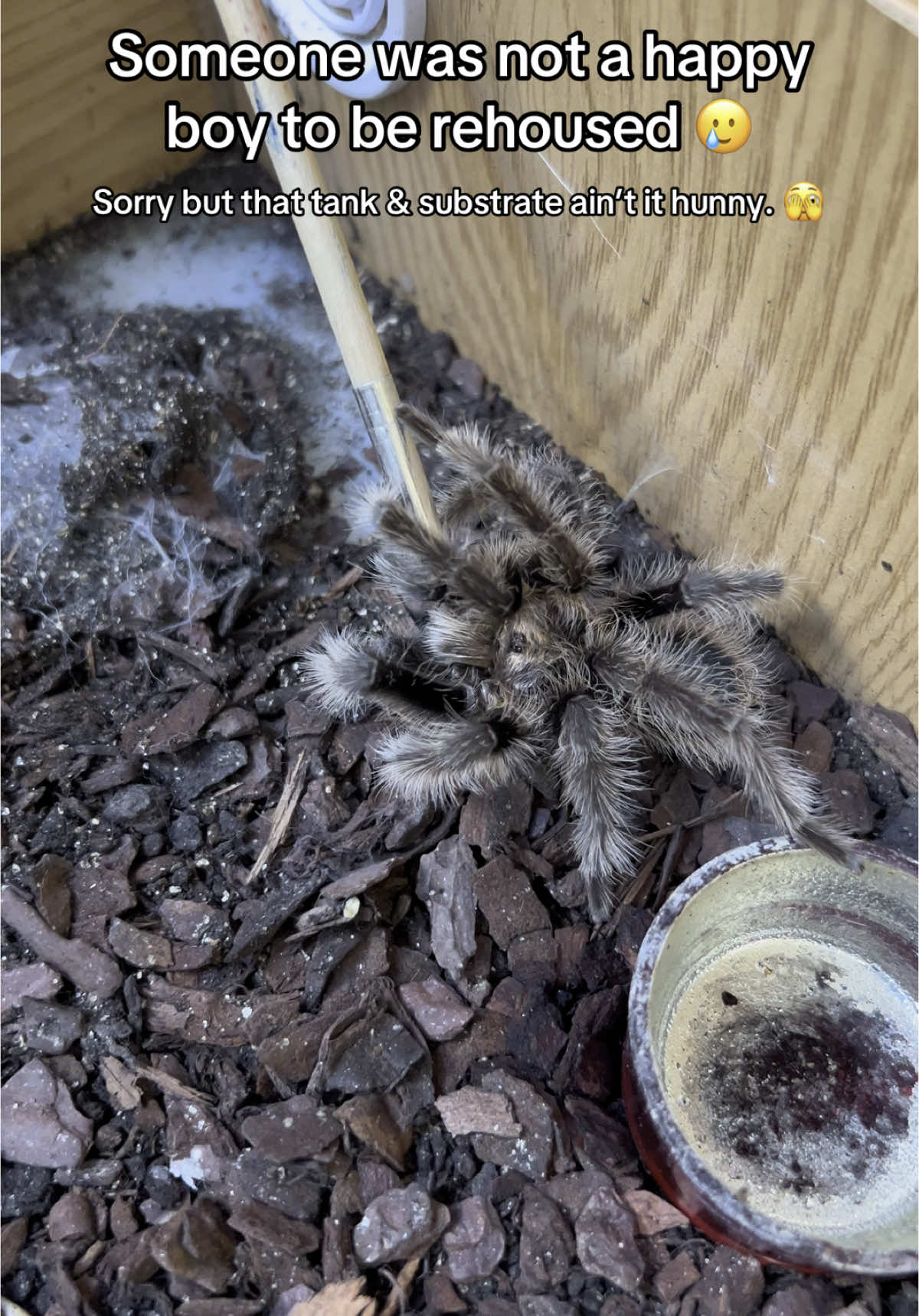 @The Tarantula twins 🕷️