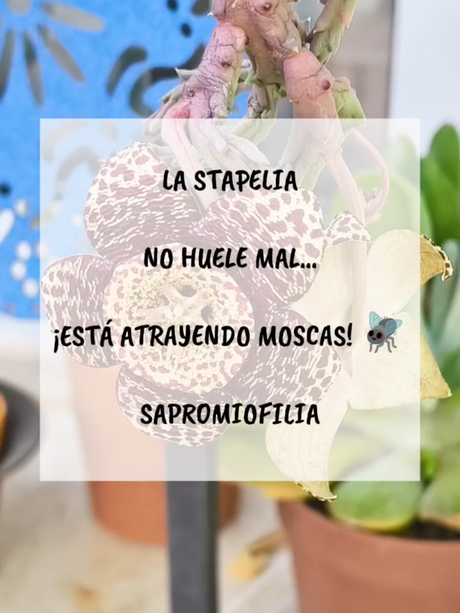 @𝑴𝒊 P𝒂𝒕𝒊𝒐𝒉𝒖𝒆𝒓𝒕𝒐
