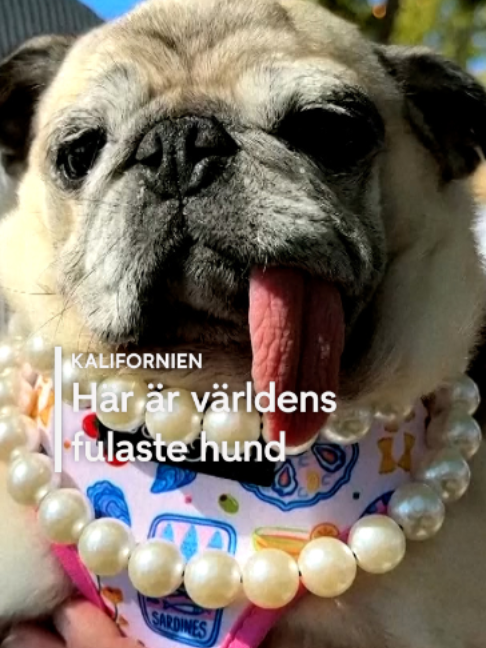 @TV4 Nyheterna