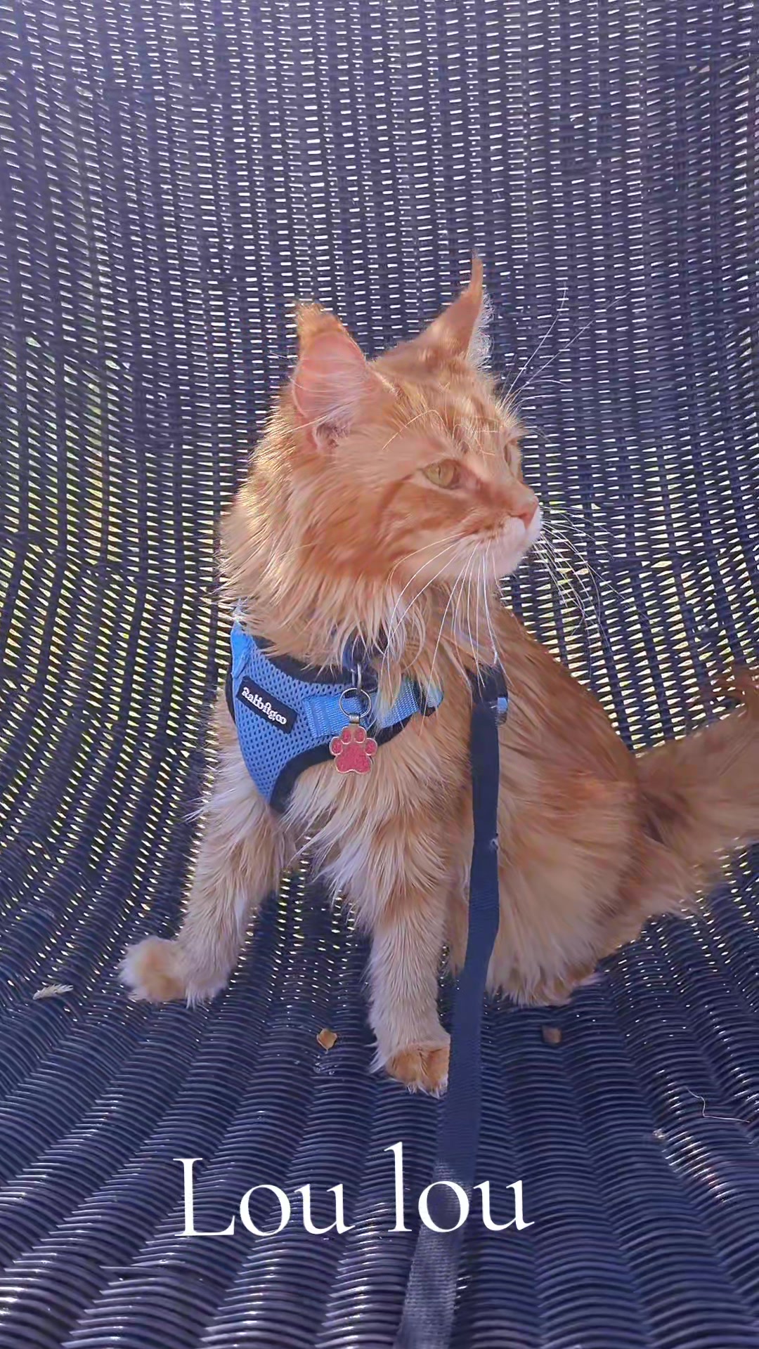 @Dollzuki Maine Coons