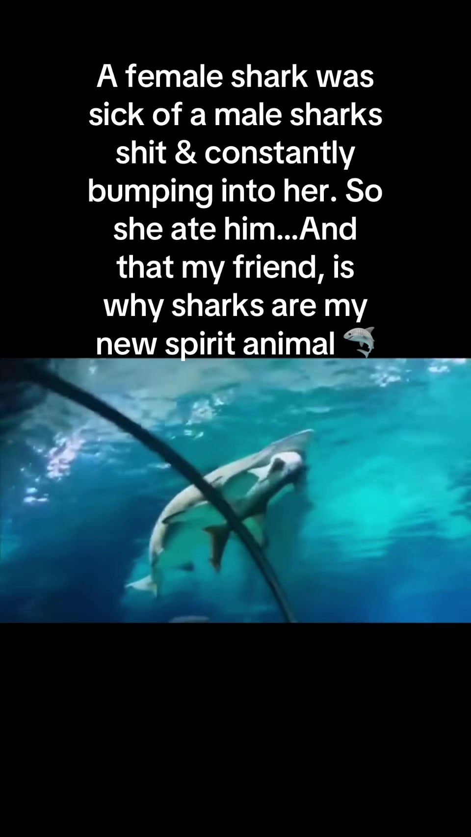 @allymc063