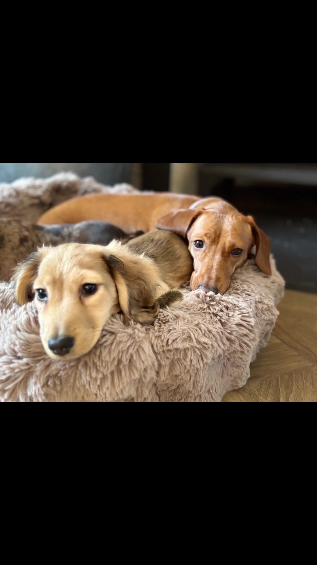 @doglovers1980