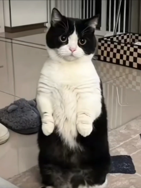 @PawBuddieshome